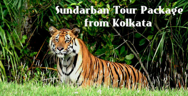 Some Incredible Facts to Know before Opting for a Sundarban Tour Package